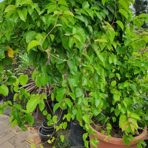 Image of Manimulla Creeper Live Plant or Nagamulla /White Outdoor Flowering Plant /Flowering or Ornamental Live Plant /Beautiful White Creeper Plant | (Porana paniculata) (MANIMULLA FLOWER PLANT)