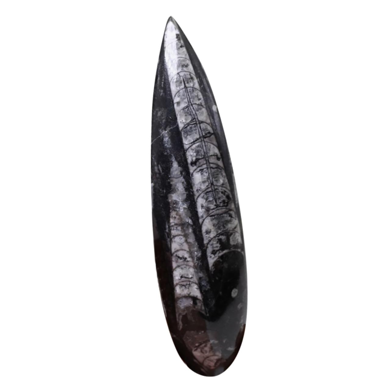 Uonlytech Fósil Orthoceras Grande para Paleontología, Muestra Natural de Paleo-océano, Modelo Educativo Decorativo para Escritorio, Pieza Única de Colección Científica, Fósil
