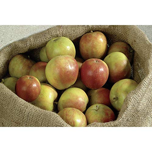 Foto von Meister Jutesäcke 105 x 60 cm - 3er Set - 50 kg Traglast - Ökologische Säcke aus Naturfaser - 100 % Jute - Strapazierfähig / Kartoffelsack / Frostschutz / Nikolaussack / Sackhüpfen / 9960920