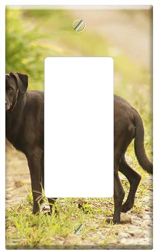 Switch Plate Single RockerGFCI - Insects Animals Birds Nature The India Quindio
