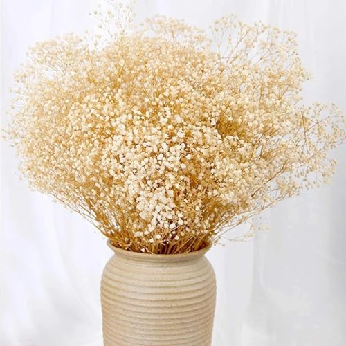 Image of Xtore Dried Warm Gold Grass Bunch for Home Decor (Pack of 1, Warm Gold)