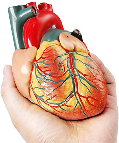 Amazon.co.jp: EVOTECH SCIENTIFIC 実物大 心臓模型 、分解可能、 高