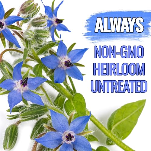 Seed Needs Blue Borage Seeds for Planting Herb Seed | 2,000+ Heirloom Seeds Non GMO Untreated | 1.5 Ounce Bulk Pouch Borage Flower Seed | Blue Edible Star Flowers Attracts Pollinators - Image 4