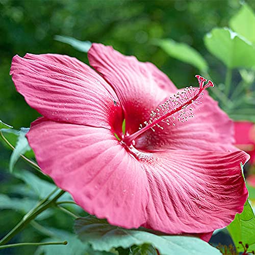 Qauzuy Garden 10 Red Hibiscus (Hardy Tropical Hibiscus) Rose Mallow Seeds, Non-Gmo Heirloom Flower Seeds, Striking Perennial Hardy Exotic Tropical Flower #TOP2