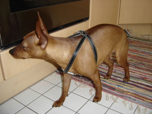 Hunde Geschirr, Brustkorb 38-45 cm, Echt Leder + SCHWARZ NEU (Made in Poland 20.3.200)