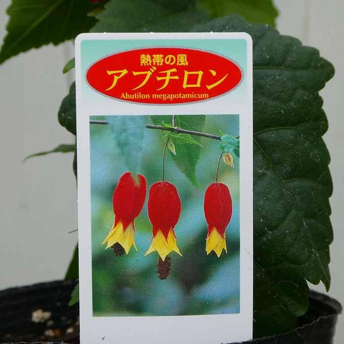 Amazon.co.jp: アブチロン チロリアンランプ 苗 3.5号 赤と黄色 250516