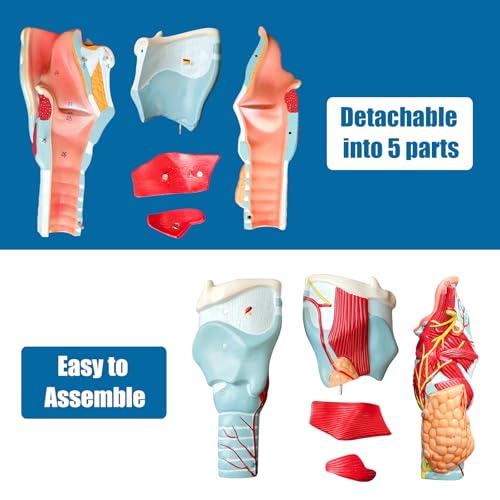 Image of 2X Enlarged Human Throat Model,5 Parts Human Larynx 3D Anatomy Model Laryngeal Muscles Cavity Bone with Labeled Numbered Product Manual Card and Removable PVC Base for Medical Education Study