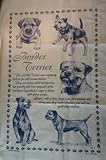 Una toalla de té (todo sobre borde Terriers.