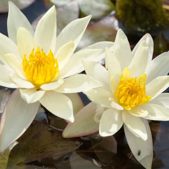 Water lily white pack of 2 bulbs/seeds (B0B1XFB9BW) Amazon Price History, Amazon Price Tracker