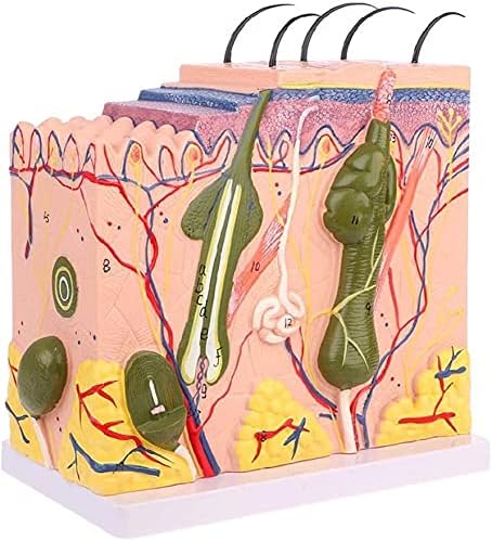 3D Anatomiemodell Menschlicher Torso - Lehrreiches Bauspielzeug Ab 6 Jahren