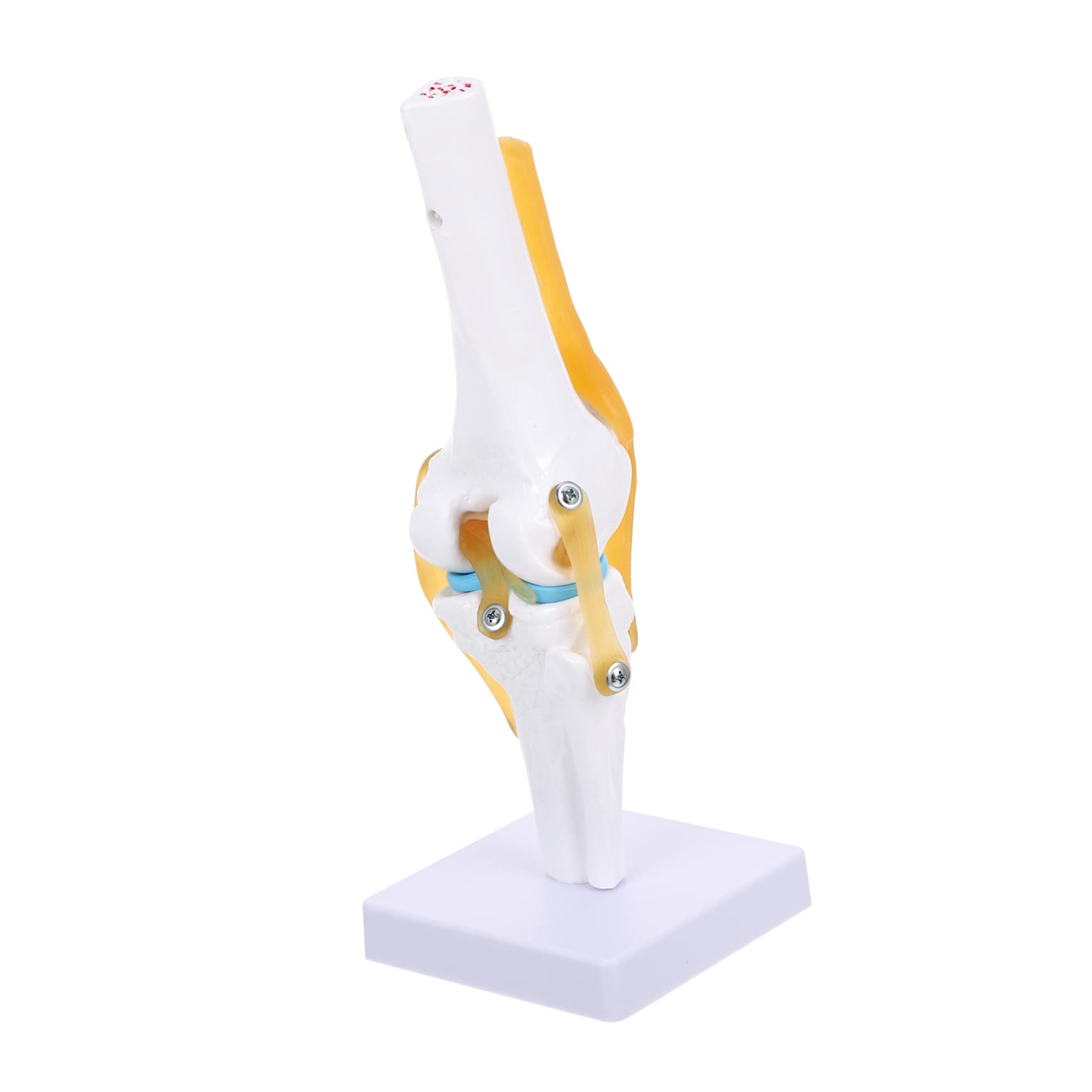 Modèle articulation du genou 1:1 pédagogique pour démonstration - 8