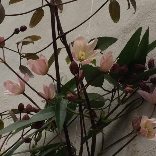 Clematis armandii 'Apple Blossom' (Sempreverde e Resistente) - Pianta rampicante perenne - rosa - Vaso da 2 litri | Clematide-Clematidi Piante rampicanti online