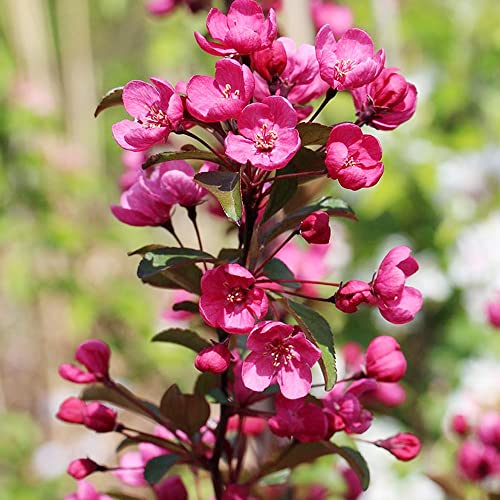 Qauzuy Garden 30 Seeds Flowering Crabapple Seeds Crab Apple Malus Prairiefire Tree Shrub Bush Seeds- Striking Flowering Landscape Plant- Easy To Grow & Maintain #TOP3