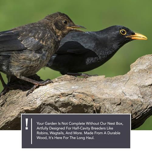 Solid Wood Blackbird Nesting Box - Weatherproof & Untreated, Wooden Bird Houses for Semi-Cavity Breeders - Blackbirds, Robins & More - 25 x 28.5 x 27 cm by wildtier herz - Used condition - Image 4