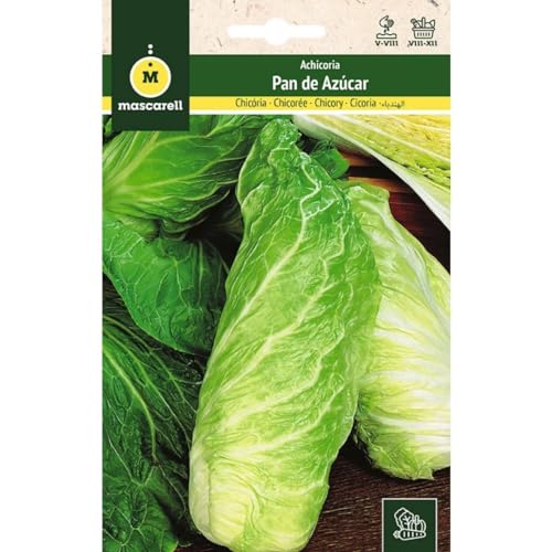 Mascarell Semillas, ACHICORIA, Semillas Huerto, ACHICORIA PAN DE AZUCAR, Crea tu Propio Huerto Urbano y Cultivo en Casa, Plantas Hortícolas, 6 Gramos
