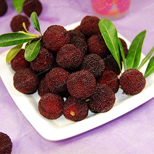 5 PCS Myrica Rubra Bonsai Chinesische Rote Bayberry Myrica Rubra Saftige saftige Frucht Pflanze Bonsai Süße Köstliches Waxberry Baum - Image 4
