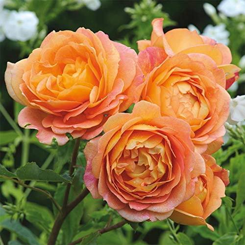 Heirloom English Shrub Roses Live Own Root Plant for Outdoor Garden Lady of Shalott Very Fragrant Hardiness Zones: 4-11 Repeat Blooming