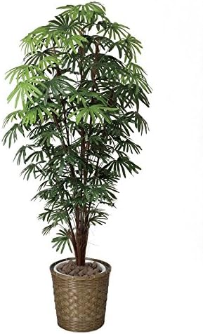 Amazon 光触媒観葉植物 シュロチク1 8 フロアタイプ ハイサイズ 光触媒 花 スプレー インテリアグリーン 胡蝶蘭 消臭 大型 風景専門店のあゆわら Hr 観葉植物