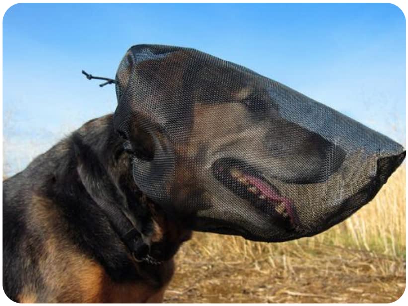 Foxtail Dogs The 15 best products compared Wild Explained