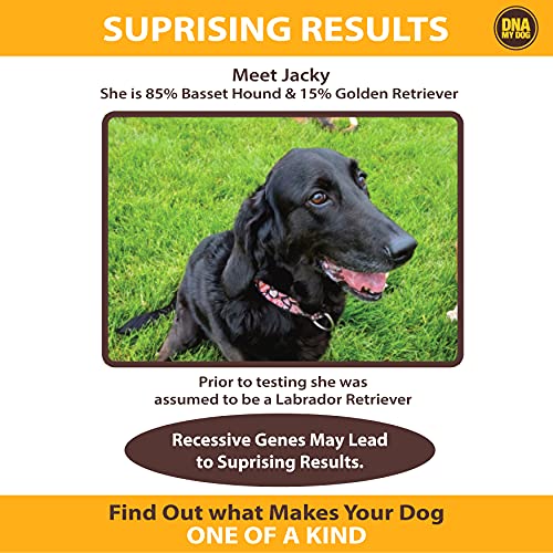 Dna My Dog Genetic Testing Kit – Mixed Breed Identification, Personality Traits – for Puppies to Adult Dogs, Non… - Image 6