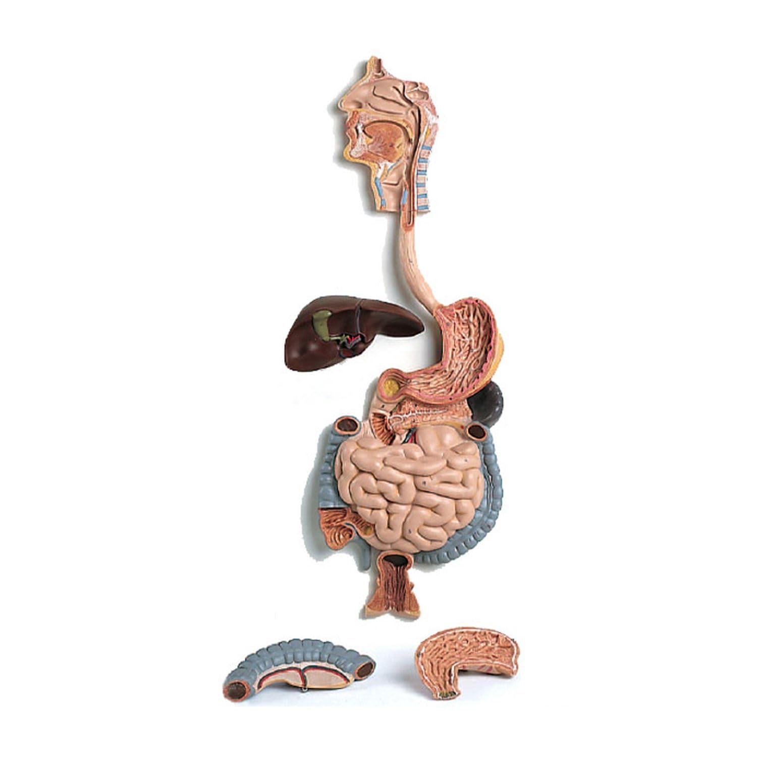 通販 最大70%オフ 人体模型 消化器系,3分解モデル 3B Smart Anatomy 通販 最大70%オフ 人体模型 消化器系,3分解モデル 3B Smart Anatomy