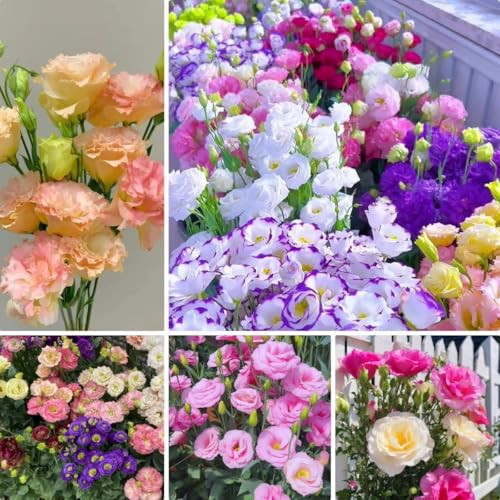 Eustoma Lisianthus Flower Seeds 23 Seeds Cut Flower Long Stem Blooms Ornamental Plant for Garden Planting & Floral Arrangements