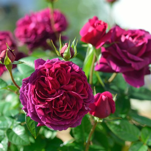 ★レア！　Blum　シェリ・ブラム　バラ／ゲル加工／rose/ローズ/バラ/薔薇 Amazon.co.jp: バラ苗 【アレゴリー】 (新苗) シュラブ 半つる性