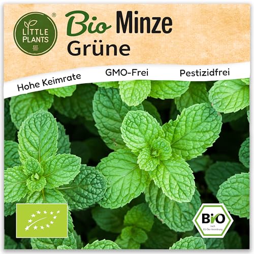 Little Plants BIO Minze Samen 750 Grüne Minze Kräutersamen für Kräutergarten Hochbeet Kräuter Samen für Küche, Balkon und Garten Küchenkräuter