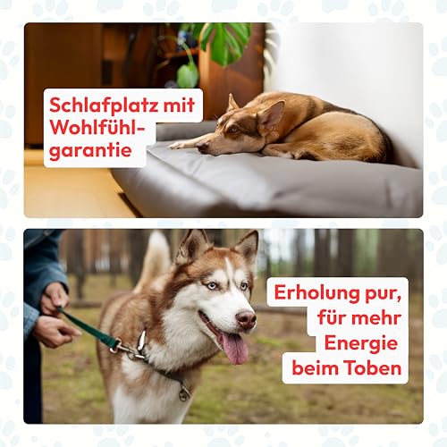 dogsfavorite, Hundebett Starter aus Kunstleder, Hundekissen, Pflegeleicht, 100 x 75 cm, orange