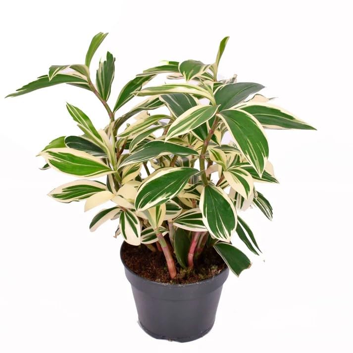 Neethu's Mart | Costus Arabicus (Spiral Ginger) Variegated | Healthy Live Plant | Natural Air Purifier | Indoor Plants for Home & Office Decor-picture-10