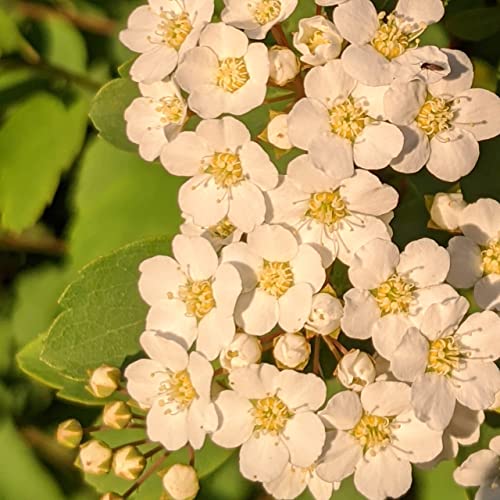 009 Sponsorship Specifications Podcast Por  arte de portada