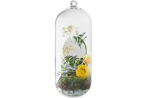 CYS EXCEL 12" Hanging Glass Globe Terrarium Capsule