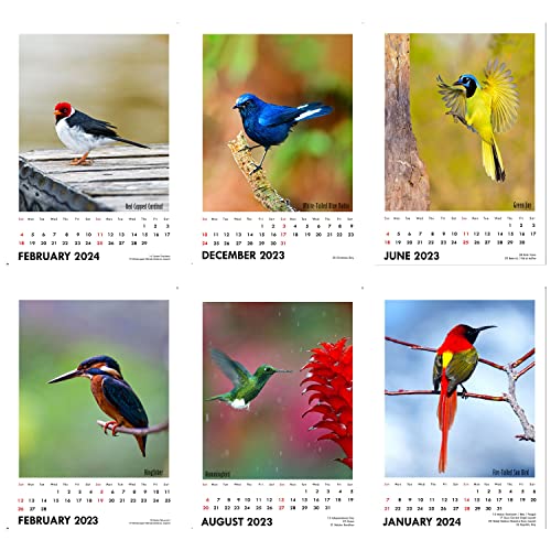 Image of Tallenge - Winged Beauties - 2026 Desk Calendar - 6 x 9 Inches for Home & Office (Paper, Desk Calendar)