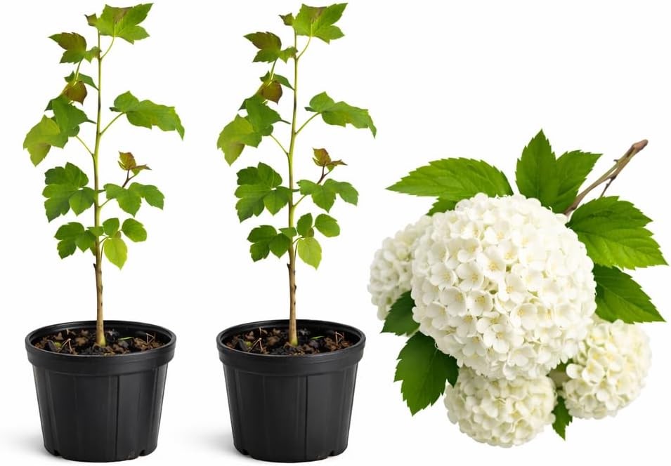 2 Snow Ball Bush Live Plants | Japanese Snowball Bush Plants Live | 1–2 Ft Tall Bare Root Plants | Suitable for Yard Growing and Seasonal Flower Display