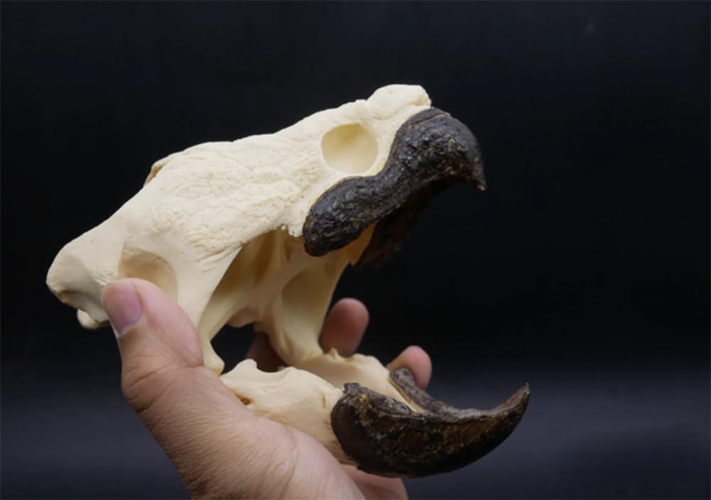 Original Alligator Turtle Skull Model Taxidermy Real Animal Skull,Animal Bones Real for Craft,Skull Decoration for Home, Specimen Collectibles Study 16cm