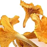 Dried Chanterelle Mushrooms, Premium Grade (2oz)