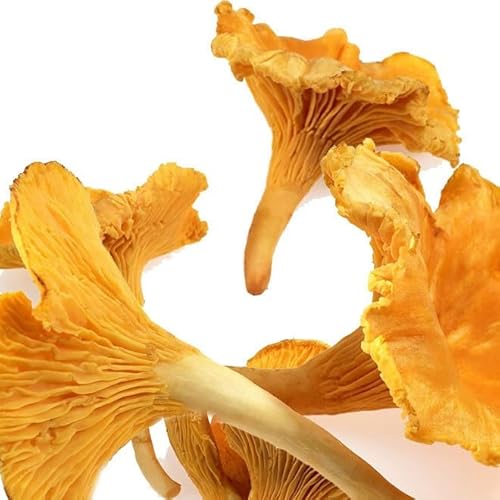 Dried Chanterelle Mushrooms, Premium Grade (2oz)