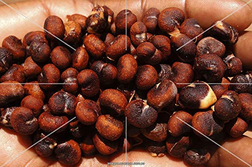 As adenium Kalpavriksh (Adansonia digitata) 5 seeds packet (B07V9RR53B) Amazon Price History, Amazon Price Tracker