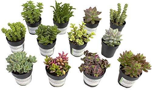 Altman Plants, Live Succulent Plants Fairy Garden Kit (12 Pack) Assorted 2.5" Potted Succulents Plants Live House Plants, Cacti in Planter Pots, Cactus Plants Live Indoor Plants Live Houseplants