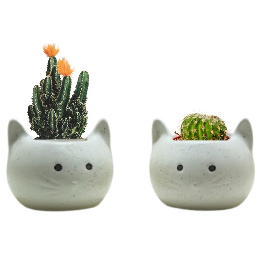 See full amazon price history chart for Mirakii Ceramic Mini Table Top Cat Planter, Made in India, Environment Friendly Small Pot, White, Set of 2, 8x9cm Mirakii Ceramic Mini Table Top Cat Planter, Made in India, Environment Friendly Small Pot, White, Set of 2, 8x9cm (B0BGQW25TF) Amazon Price History, Amazon Price Tracker