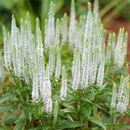 Veronica Spicata 'Snow Candles' Perennial Supersized XXL Plug Plants Pack x3