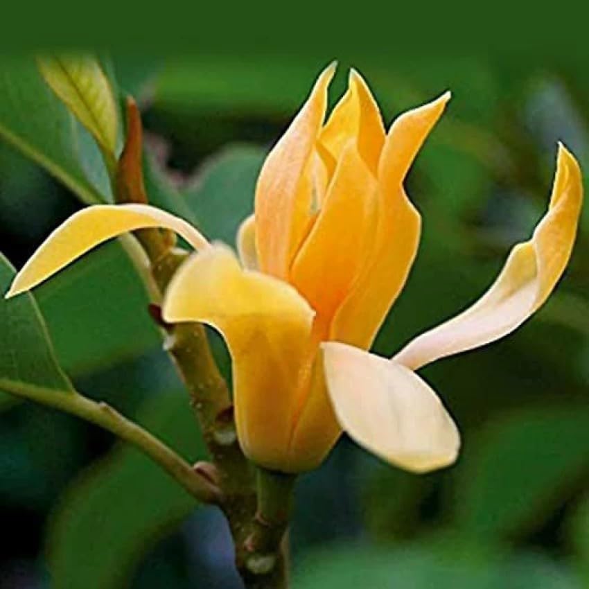 Golden Champa, Swarna Champa, Orange Swarna Champa,Sonchafa Flower, Michelia Hirwa Chafa, Magnolia Champaca, Champak Chapa Flower Hybrid Healthy Live Plant-(Pack Of 1) (B0DC5QWQ8L) Amazon Price History, Amazon Price Tracker