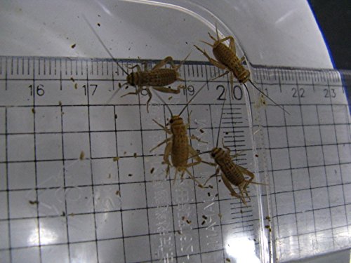 ニホンヤモリは何を食べる?ヤモリの餌を紹介! ぶっくんブログ