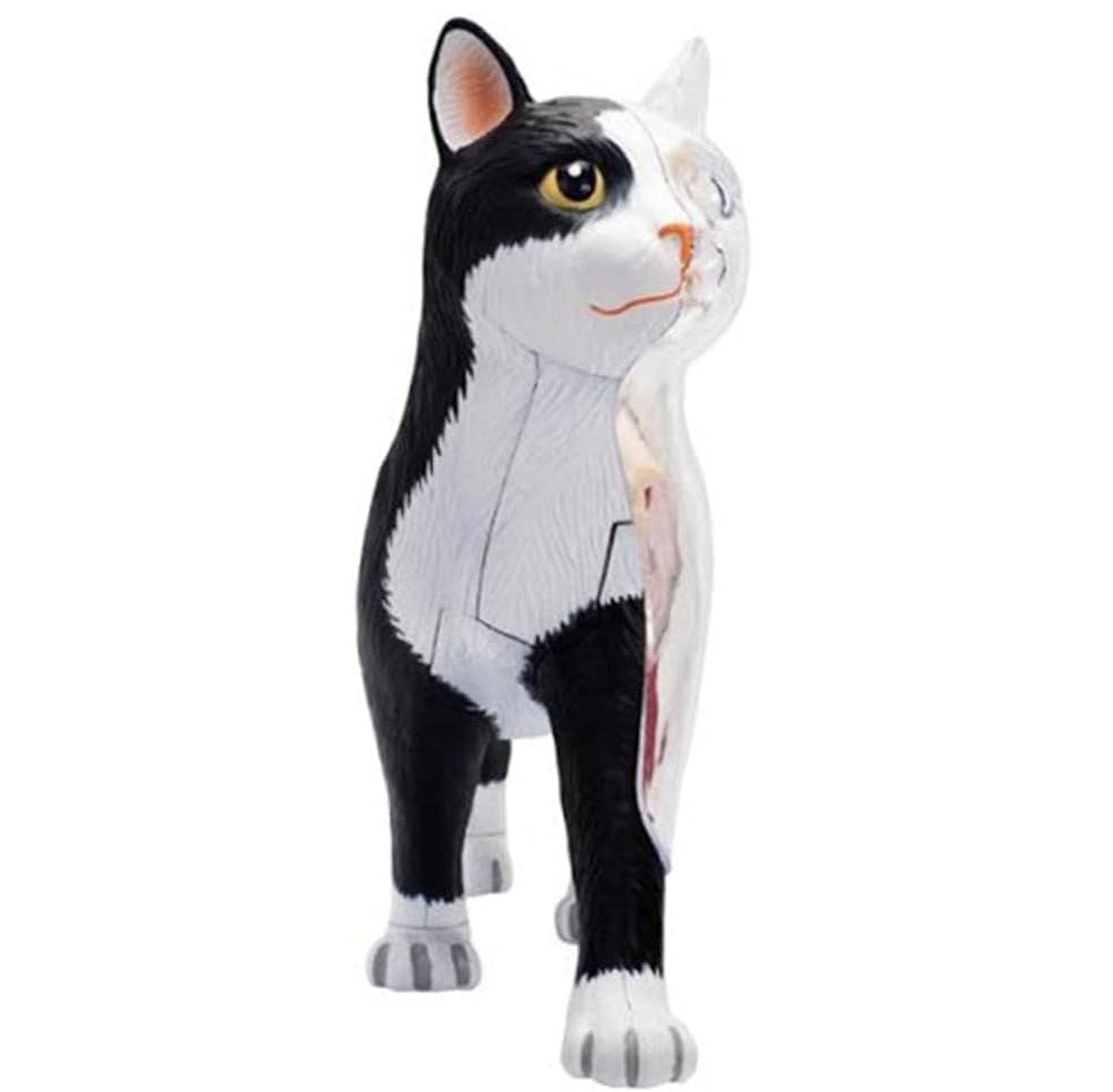 Cat Anatomy Model 4D Vision, 28 organi staccabili per addestramento veterinario e dimostrazioni didattiche, strumento educativo per l'apprendimento dell'anatomia animale