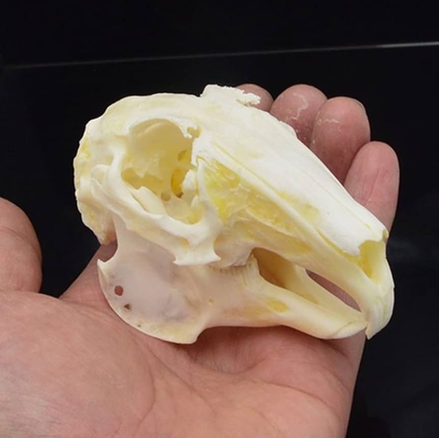 Amazon.co.jp: 本物のウサギの頭蓋骨の頭の模型、動物の頭蓋骨の