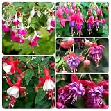 Fuchsia Flower Seeds â 100+ Non-GMO Heirloom Seeds, Perennial Hanging Flower for Indoor & Outdoor, Ideal for Baskets & Containers