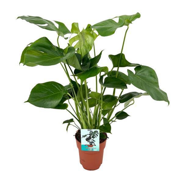 Monstera Deliciosa – pyszne liść okienny – roślina pokojowa – Ø 19 cm x 60 cm – tropikalna roślina pokojowa z okleinowanymi liśćmi – oczyszczająca powietrze i łatwa w pielęgnacji