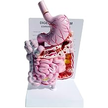 Human Digestive System Model, Gastrointestinal Tract Anatomical Model, Large Intestine, Rectum, Duodenum Model, 1/2 Life Sise