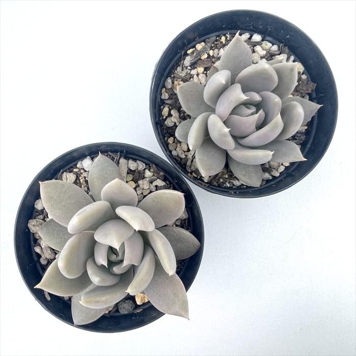 Amazon｜多肉植物 skエケベリア juliana ユリアナ 多肉植物 エケベリア