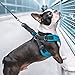 Gooby Escape Free Sport Harness - Turquoise, Large - No Choke Step-in Patented Neoprene Small Dog Harness, Four-Point Adjustment - Perfect on The Go Dog Harness for Medium Dogs No Pull and Small Dogs